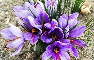 Bulbi de sofran - crocus sativus