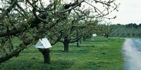 Capcane cu feromoni pomi fructiferi amplasare