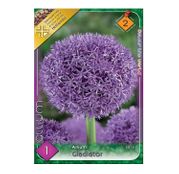 Bulbi de flori Ceapa ornamentala Allium Gladiator 1 buc