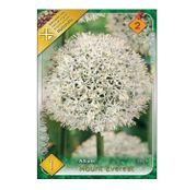 Bulbi de flori Ceapa ornamentala Allium Mount Everest 1 buc