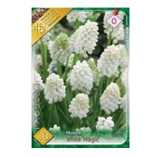 Bulbi de flori Muscari White Magic 10buc